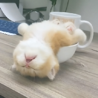 撸撸社app